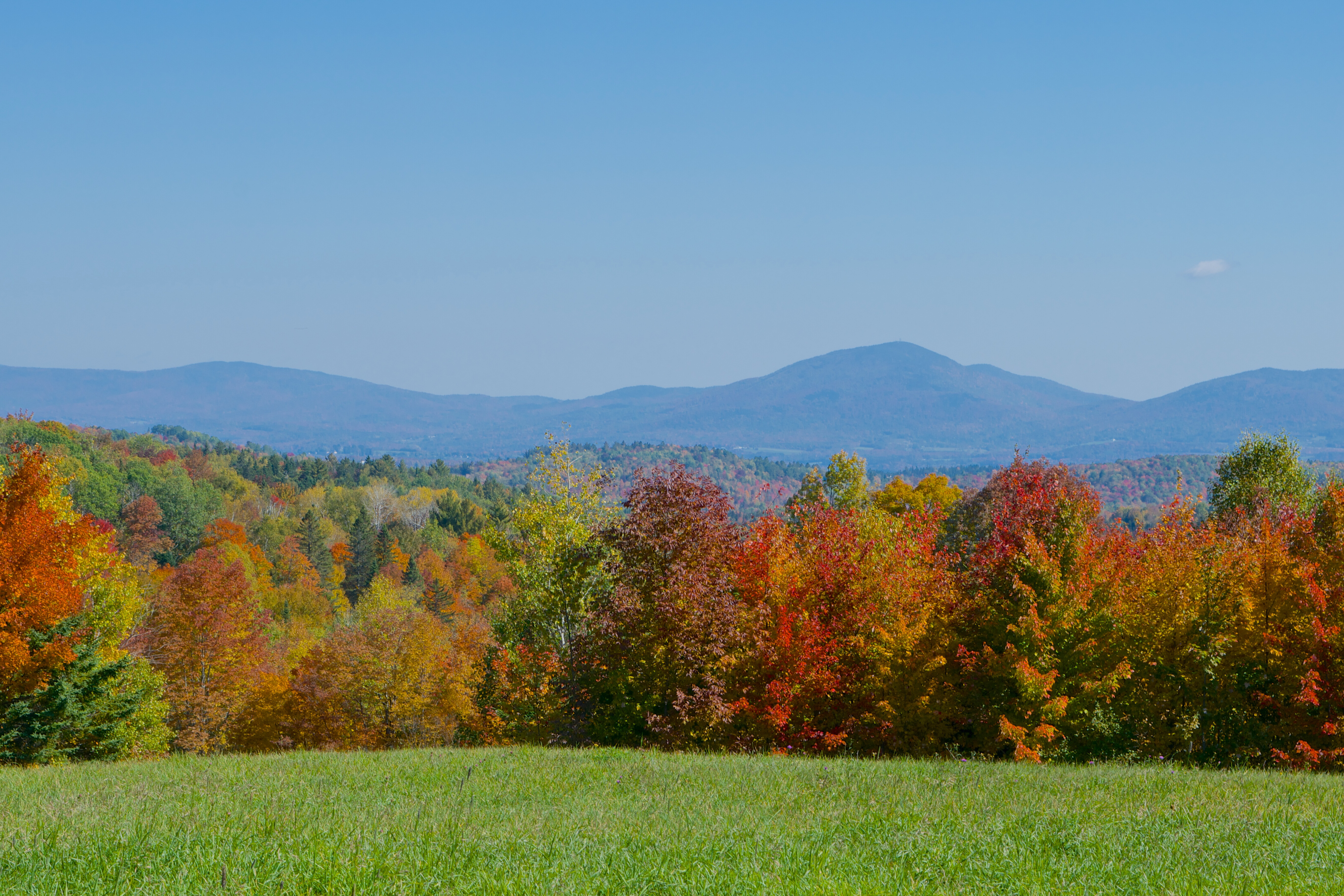 Vibrant autumn foliage with mountains and clear blue sky in the background.