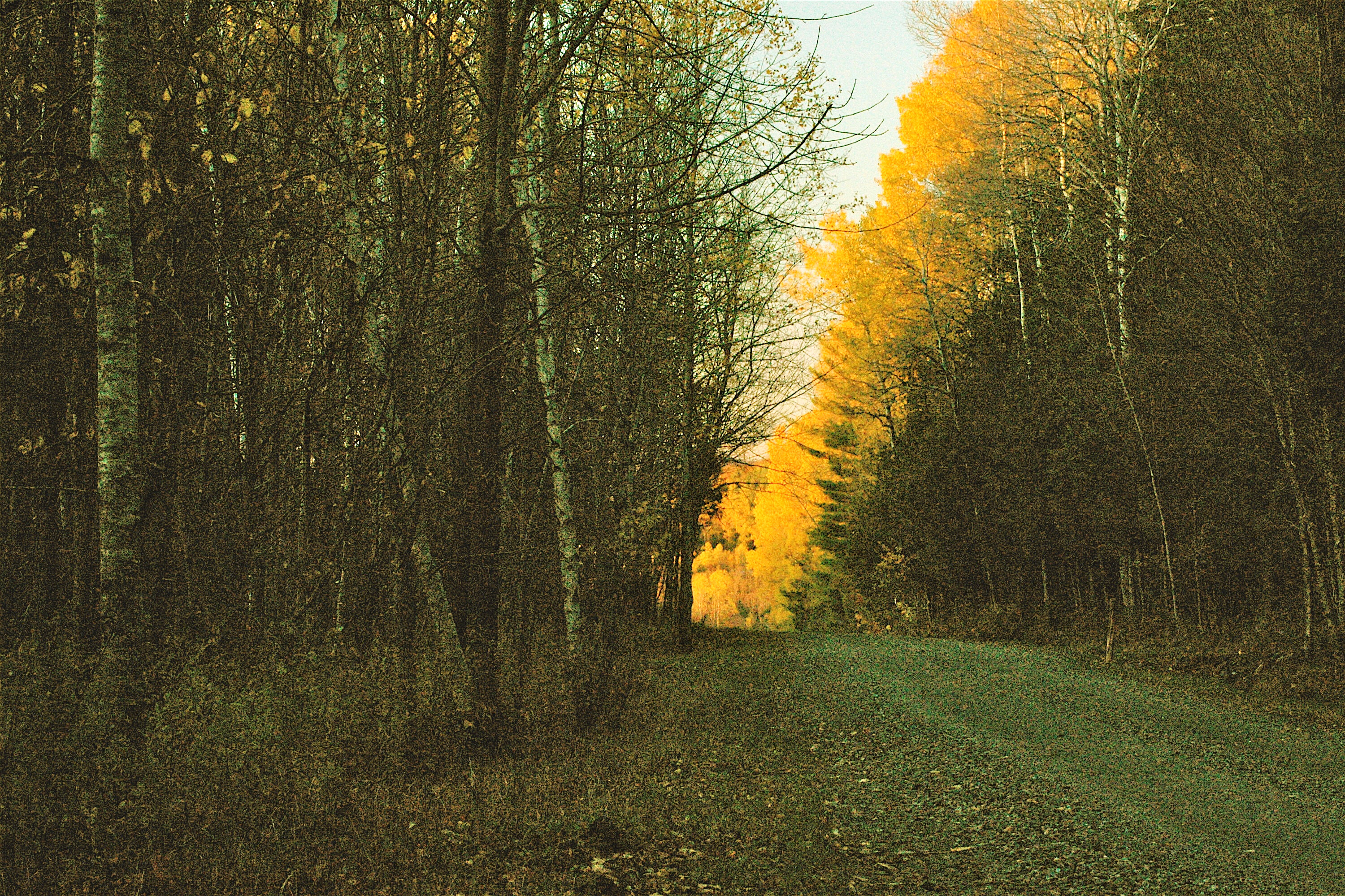 Gravel road lined with trees, showcasing autumn foliage in warm hues.